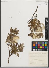 Foto von Salix helvetica Vill. x Salix waldsteiniana Willd.